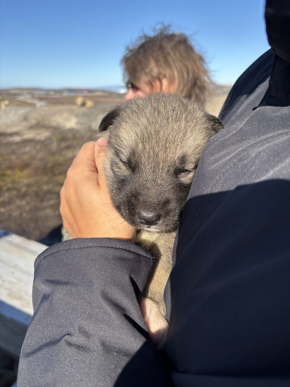 En sovende valp som blir holdt av en person. Foto.