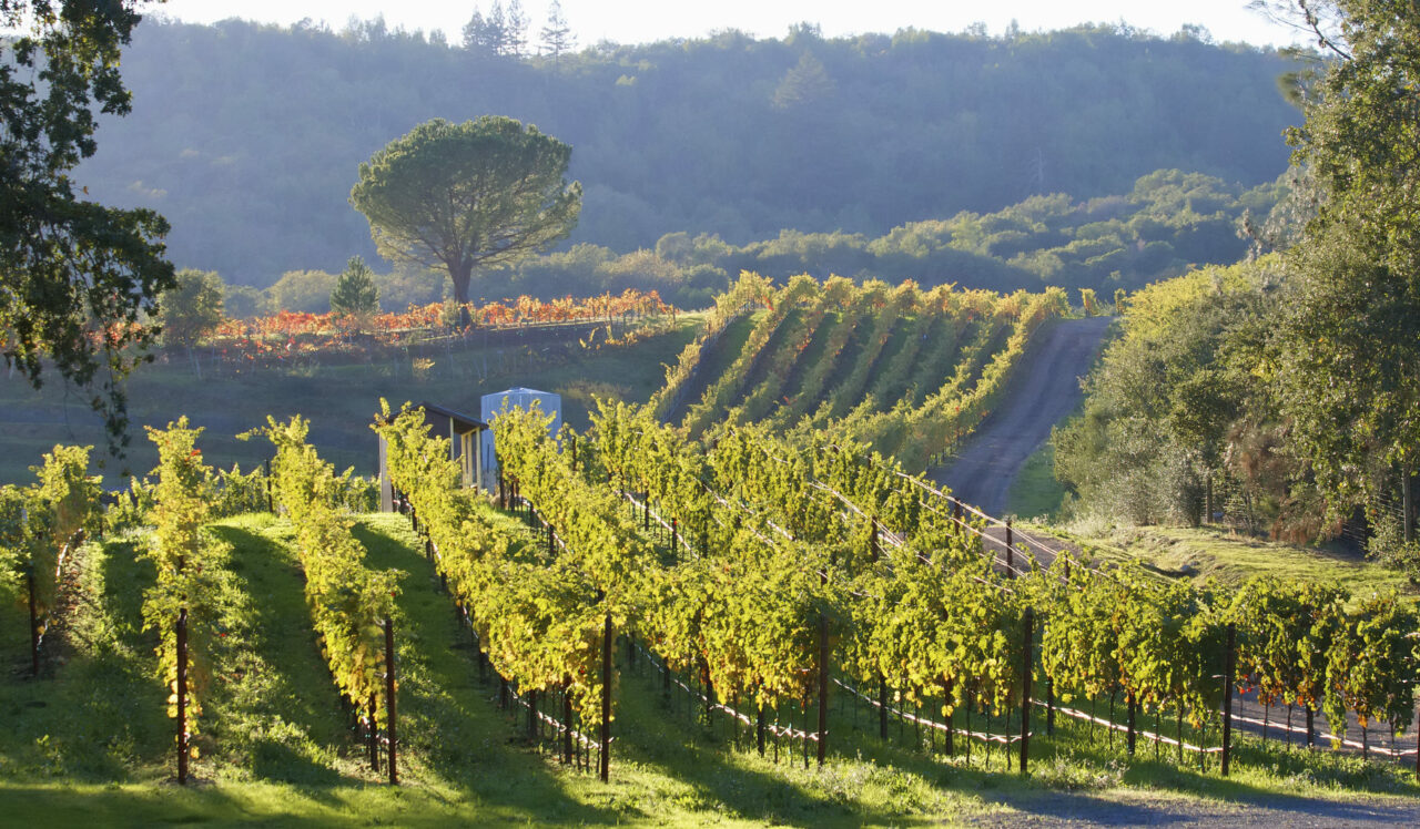 Grønne vinranker i Napa Valley