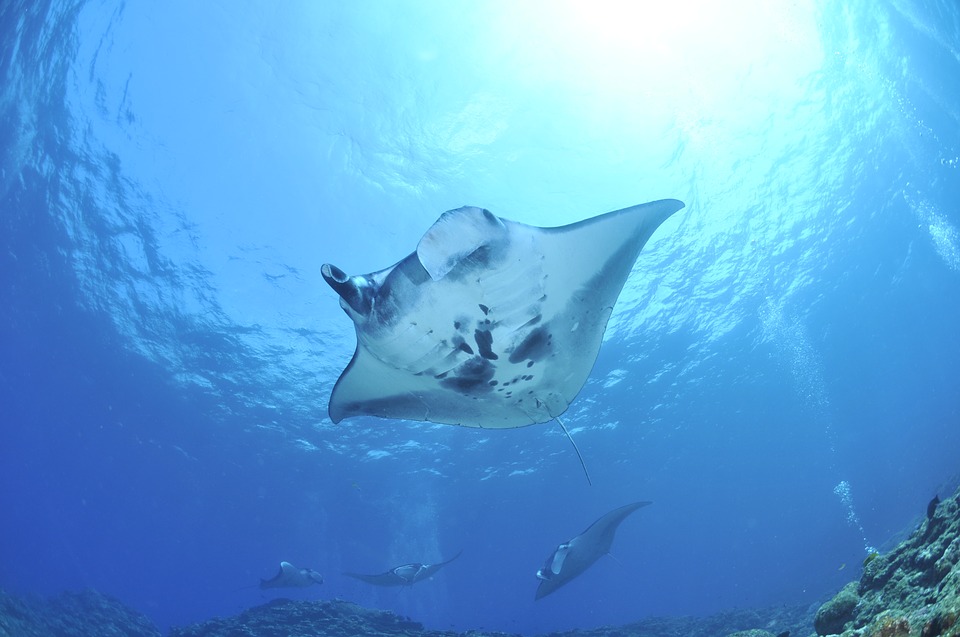 Stor mantaray