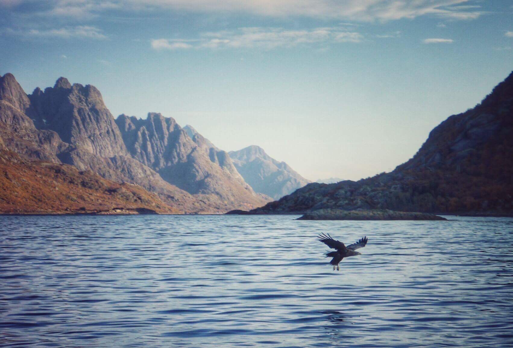 Havørn i Lofoten