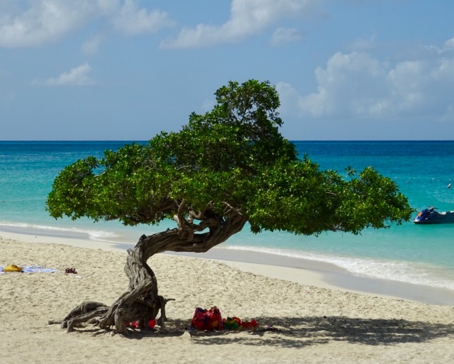 Et tre på sandstrand