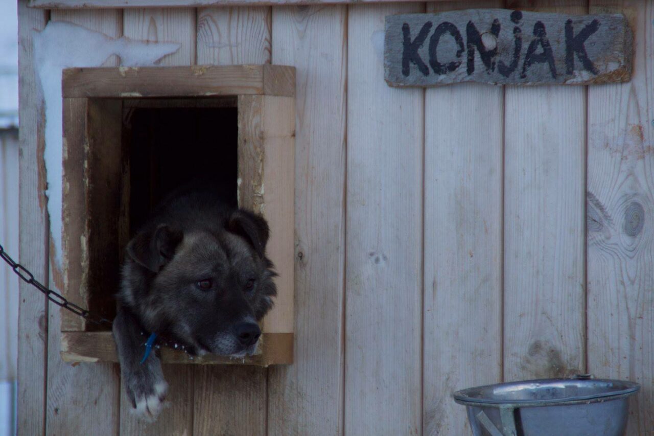 Husky på Svalbard