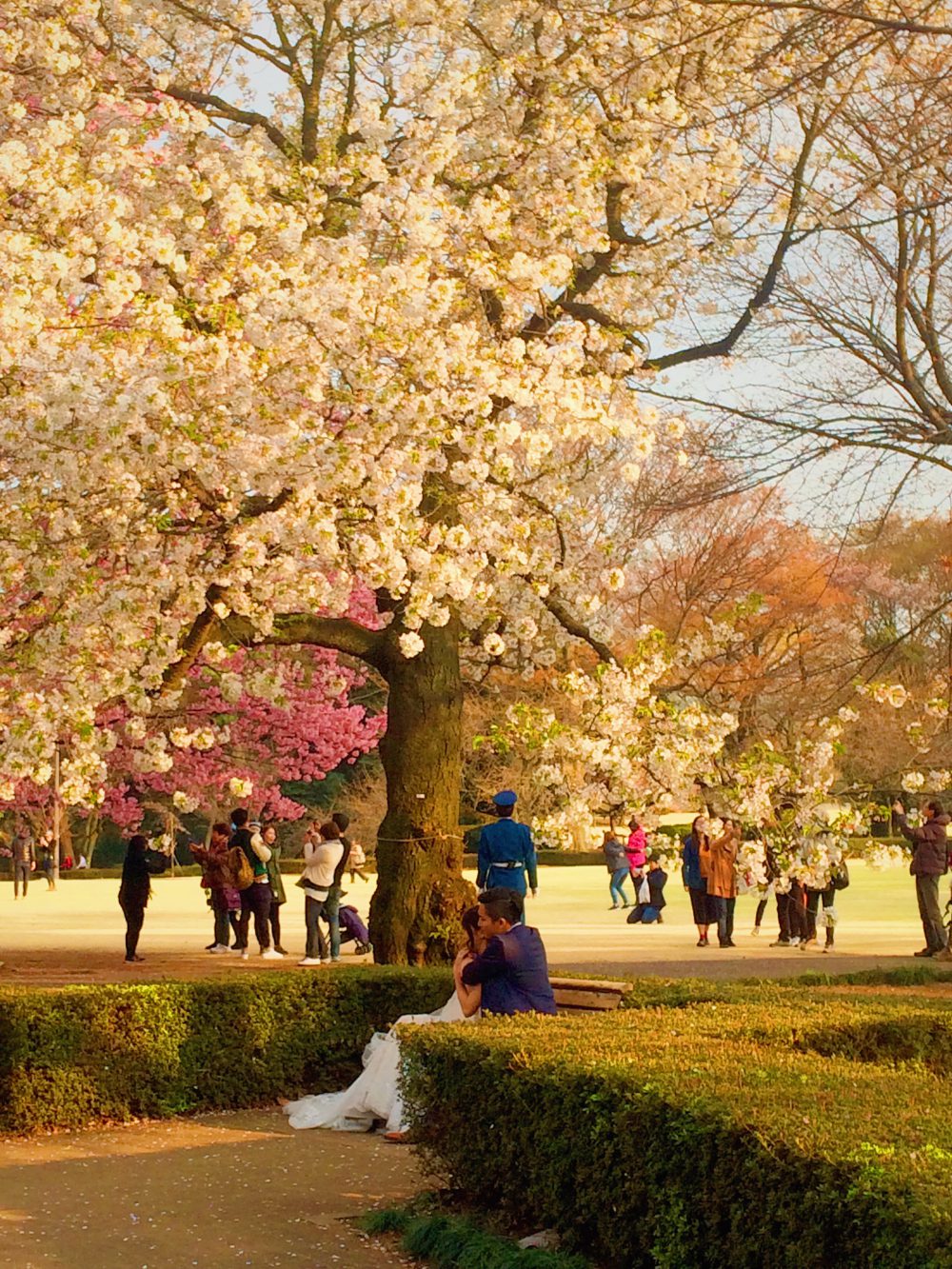 Kirstebærblomstring i en park i Shinjuku