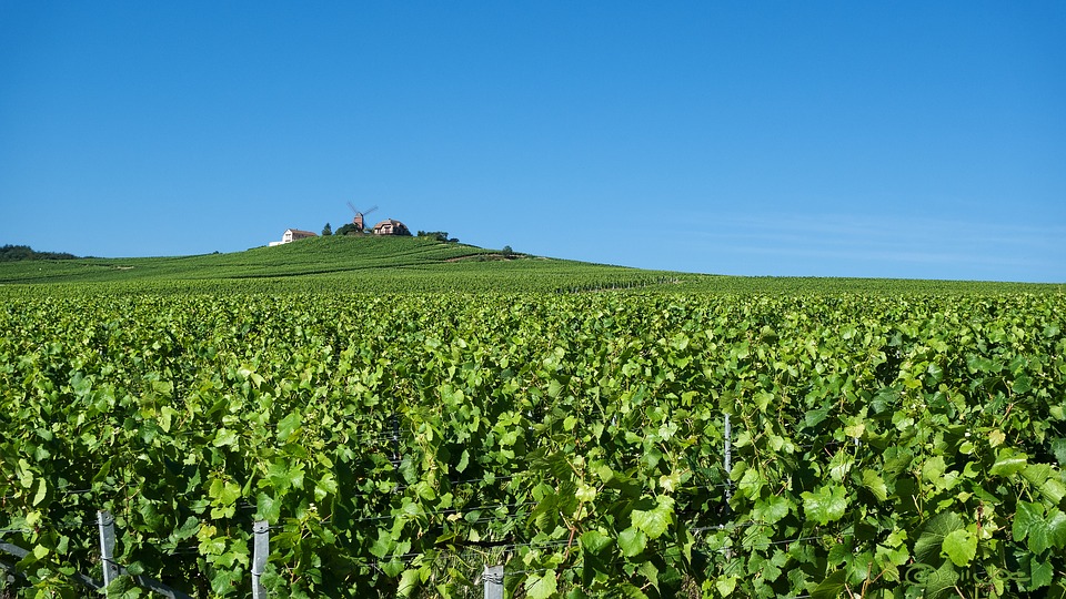 Reims i Champagne, Frankrike