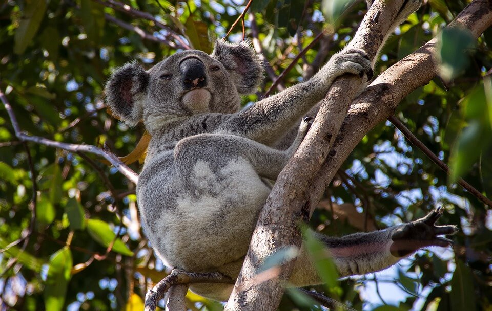 Koala, Australia