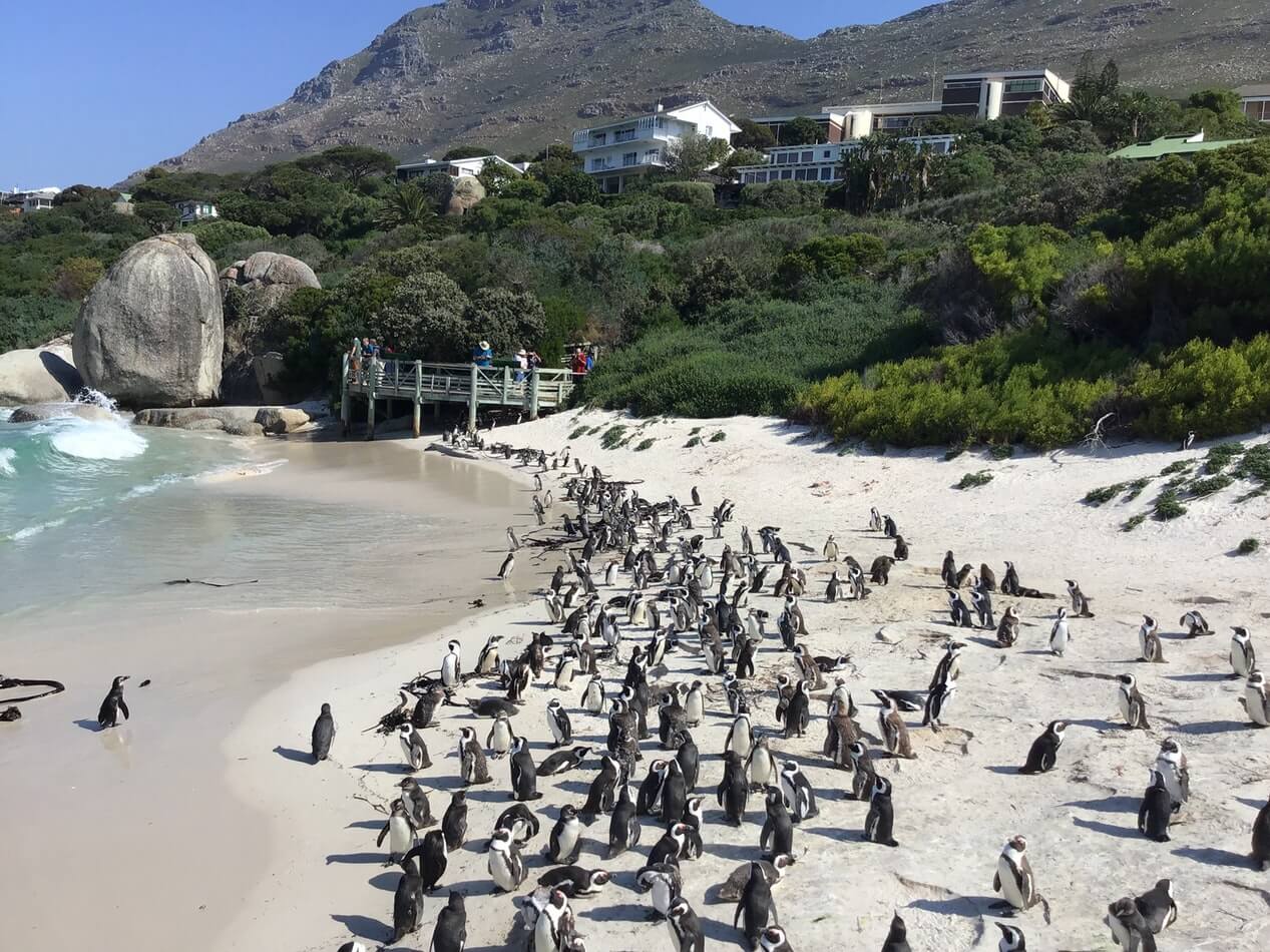 Masse små kappingviner står på en hvit sandstrand. Foto