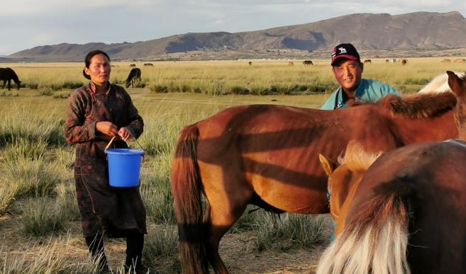 Klar for melking, Mongolia