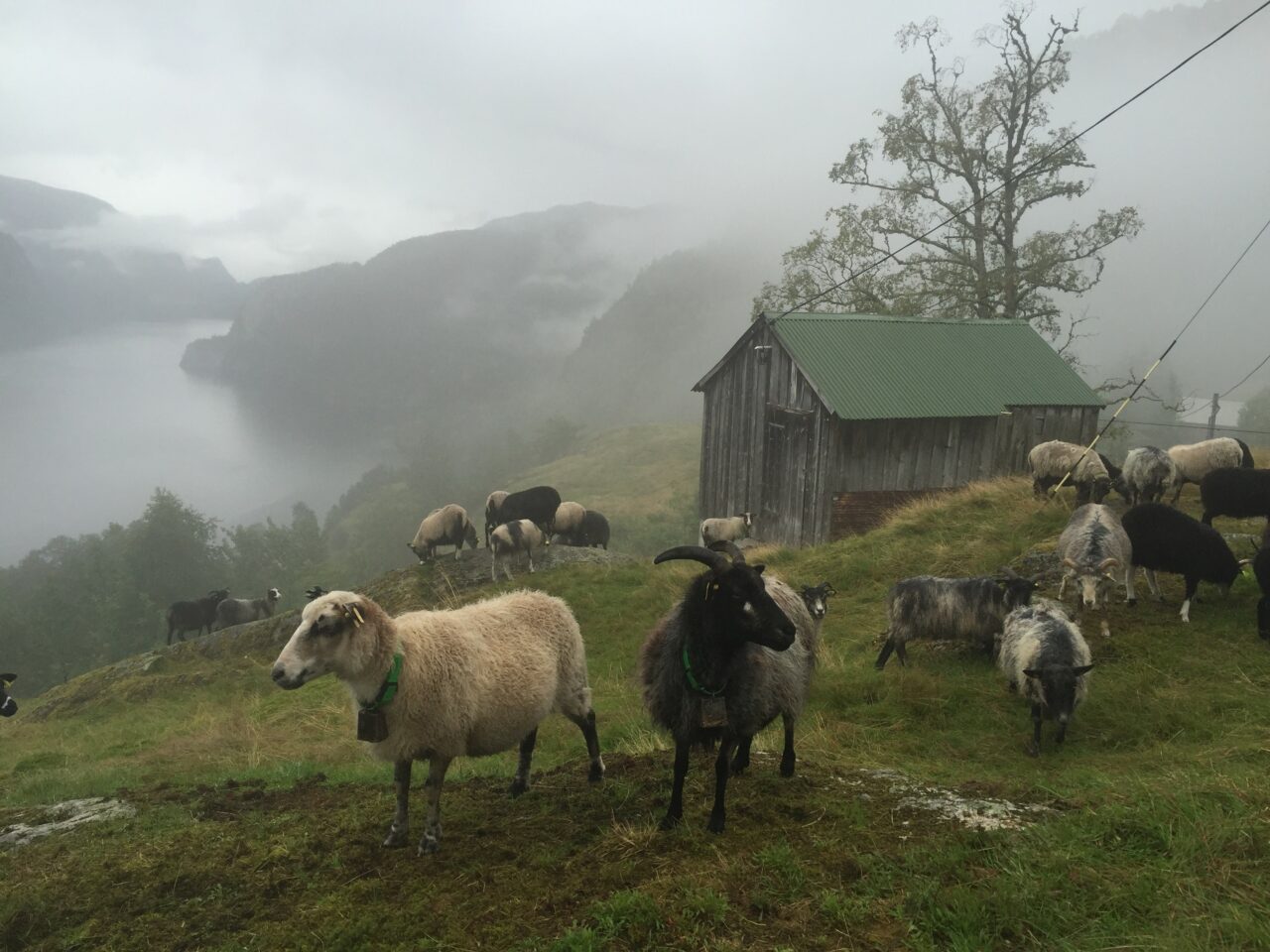 Sauer som gjeter på en seter i Klungtveit