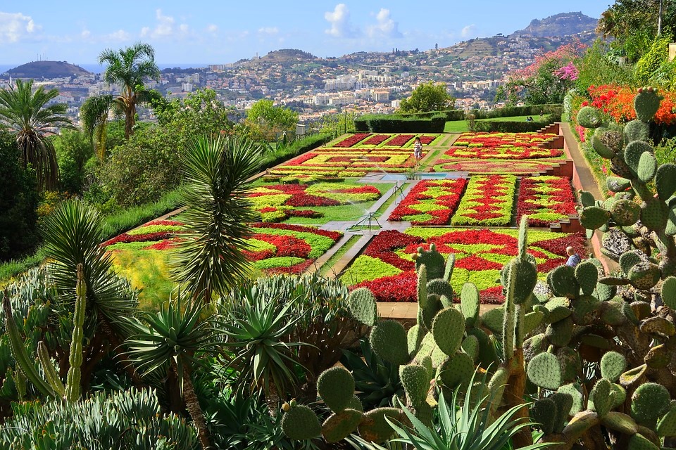 Vakre planter på Madeira, Portugal