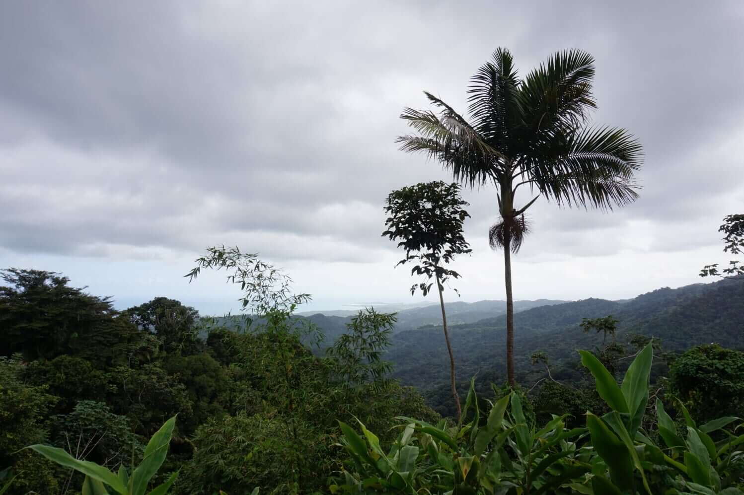 El Yunque Rainforest, Puerto Rico