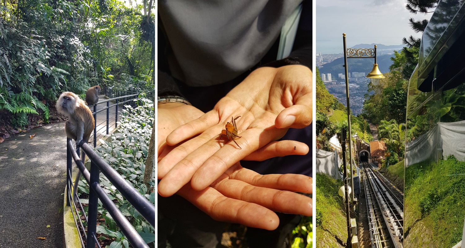 Ape, krabbe og trikken opp til The Habitat