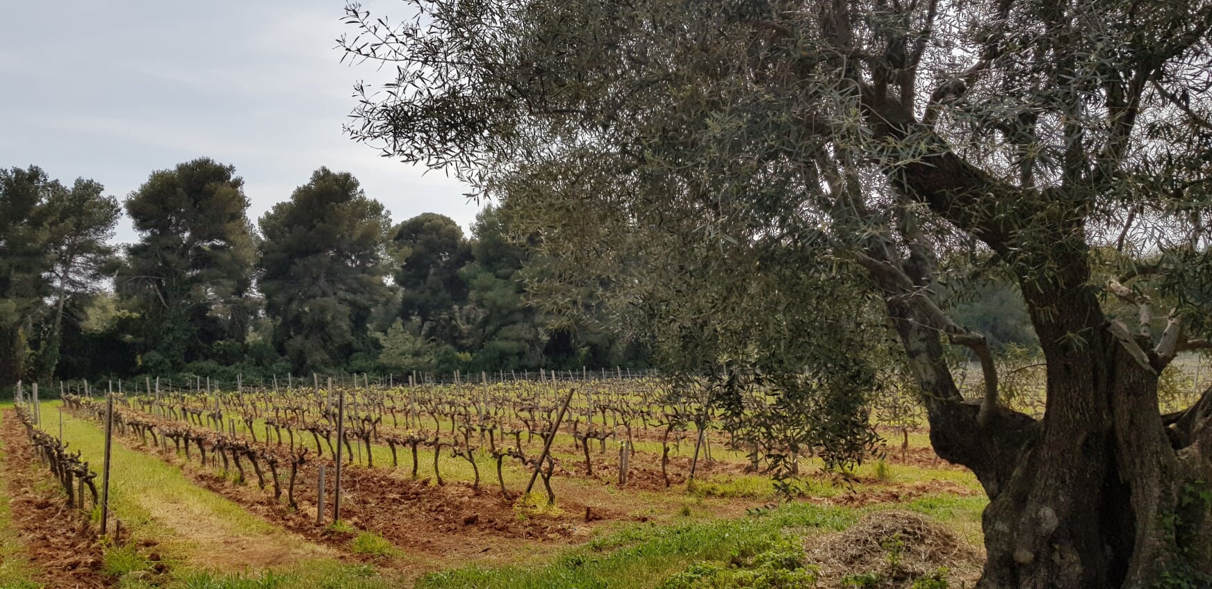 Vinranker på St. Honorat Island