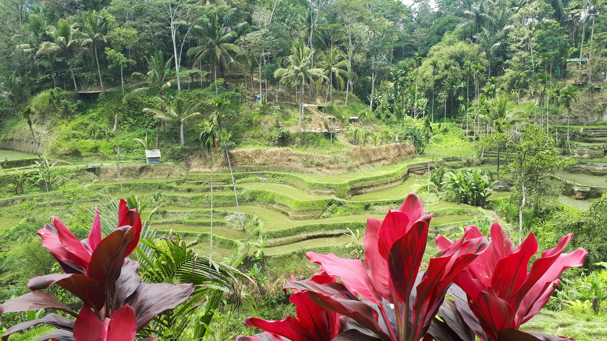 Tegallalang Rice Terraces