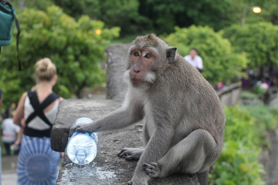 Apekatt i Uluwatu