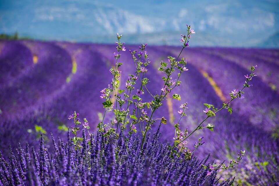 Levendelvei i provence