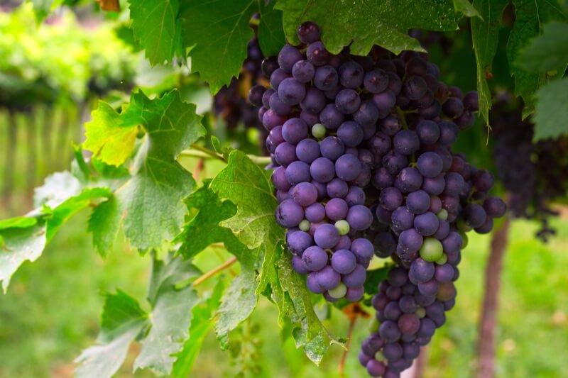Vindruer