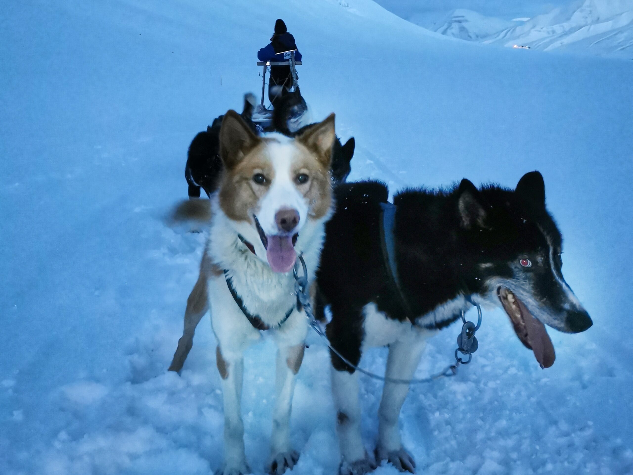 Hundespann på Svalbard