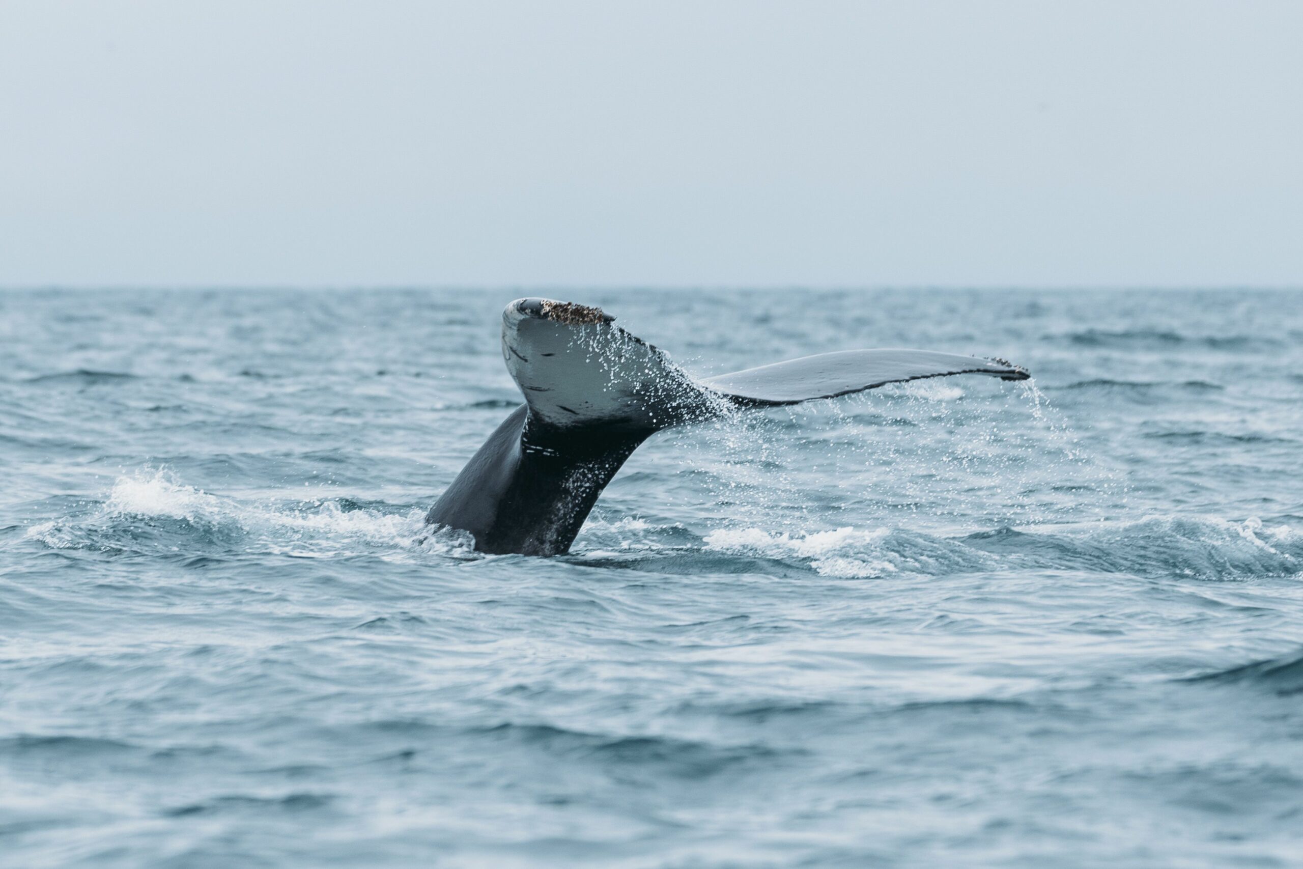 Hval dukker ned i havet, på vei til Pyramiden på Svalbard