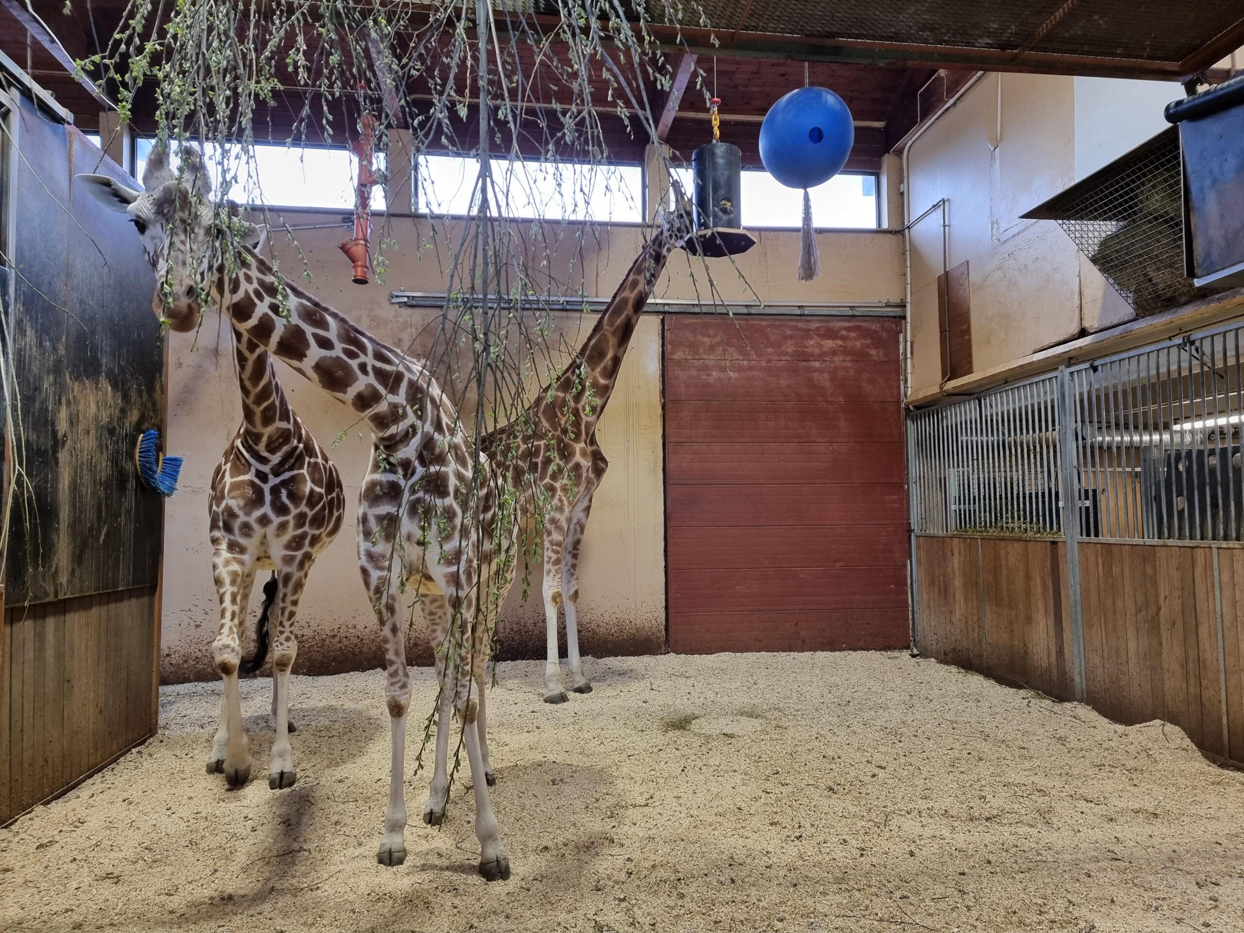 Giraffer på Dyreparken i Kristiansand