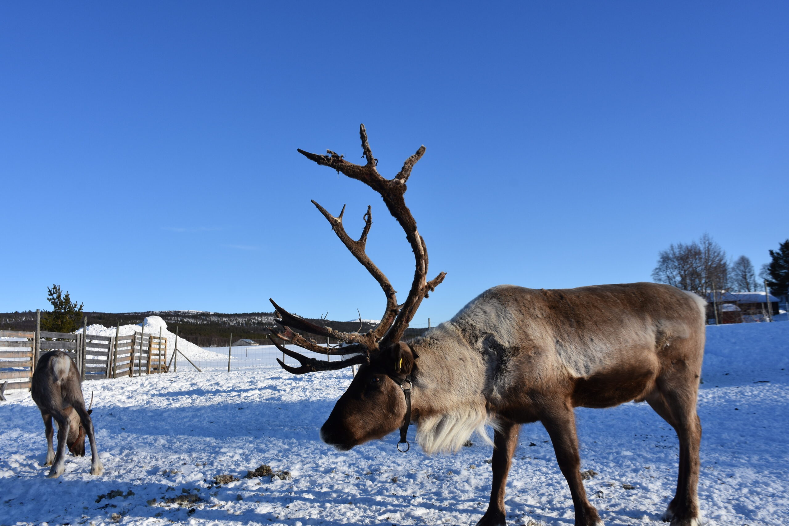 Reinsdyr Røros