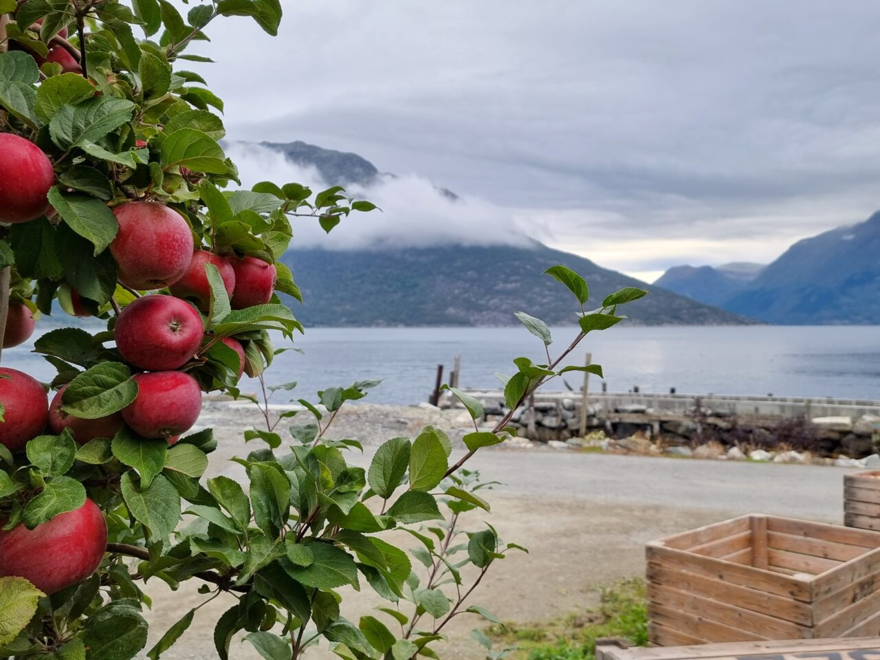 Epletrær i Hardanger