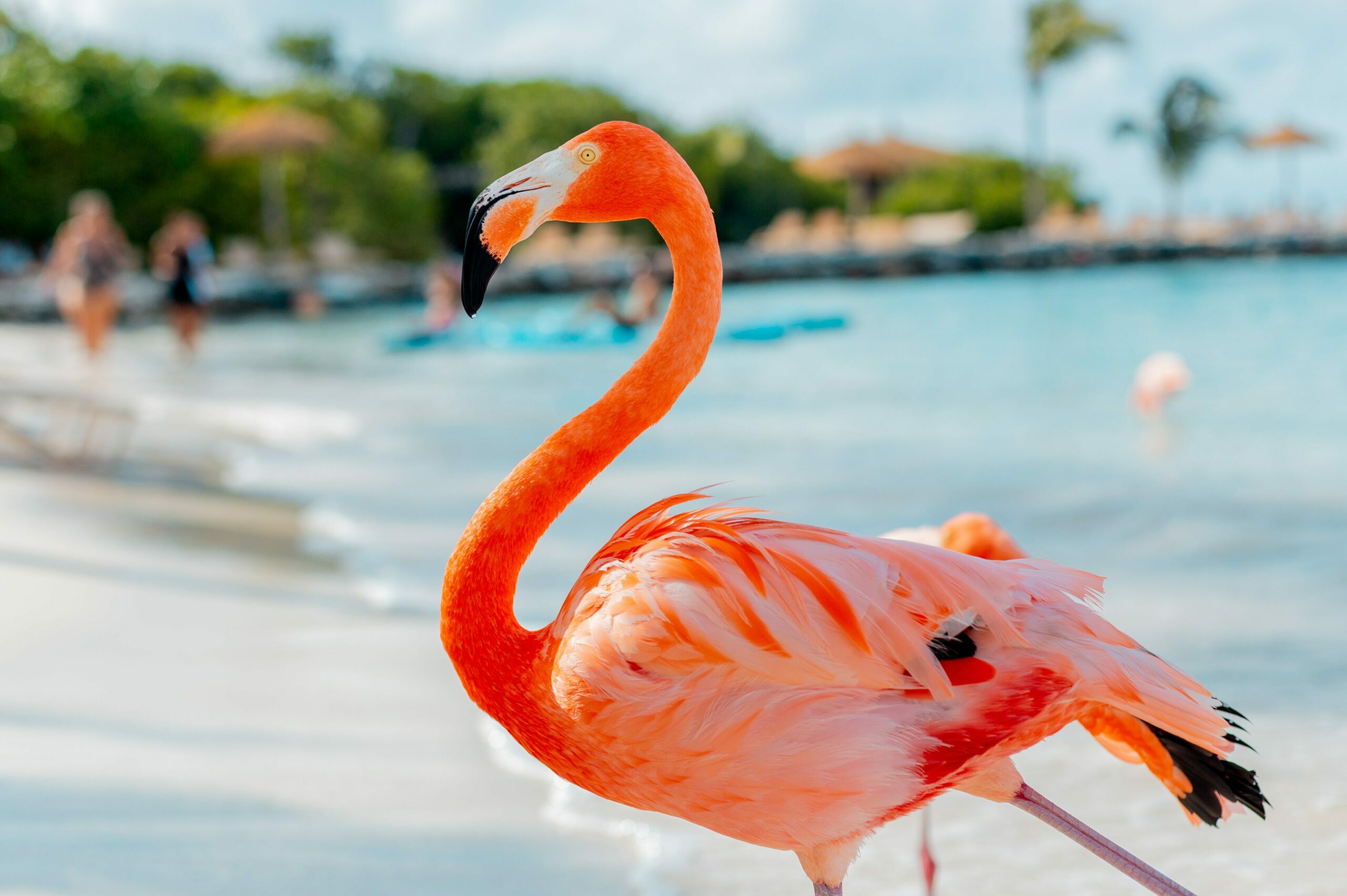 Flamingo på stranden på Aruba, Karibia.