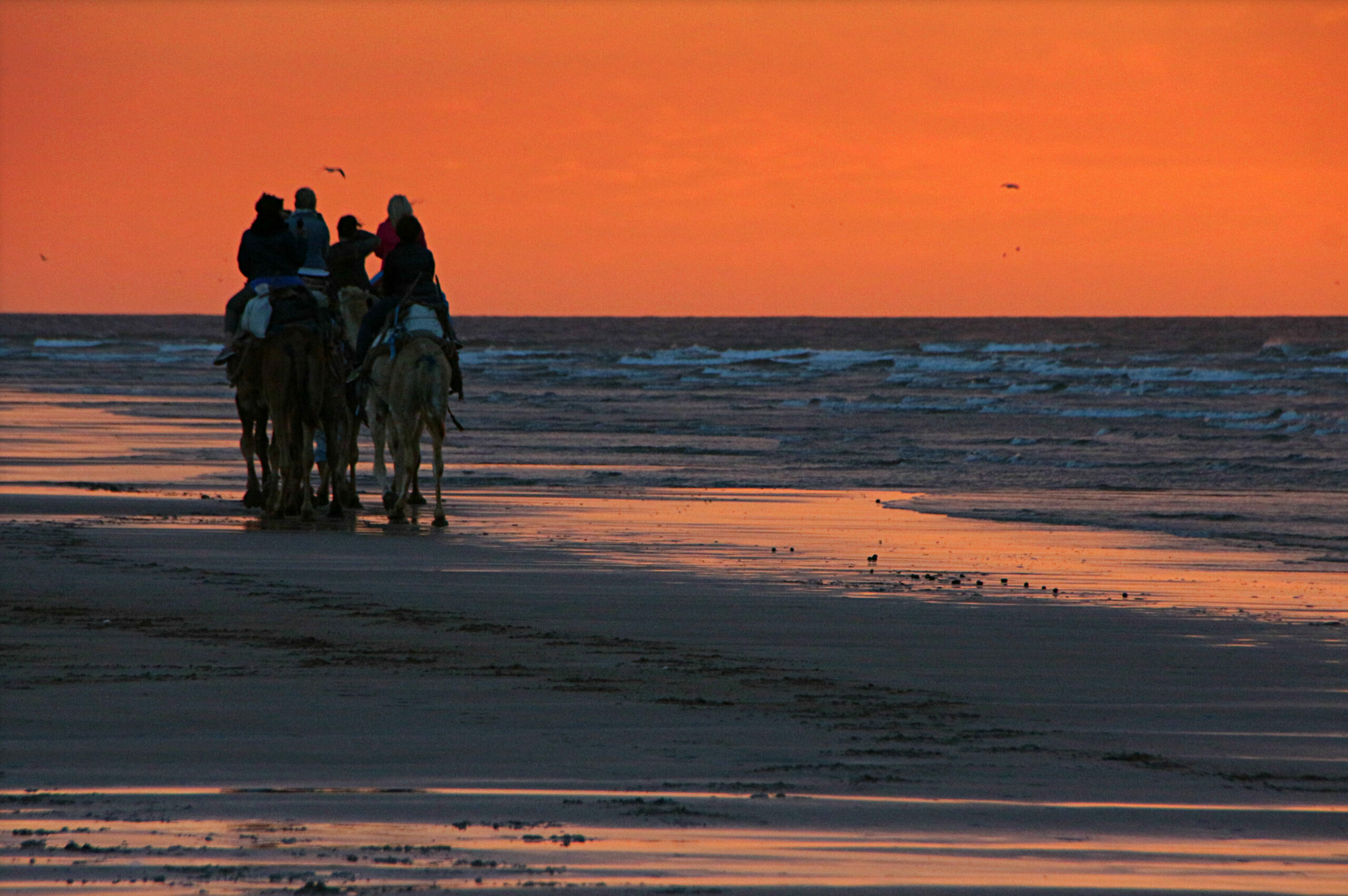 Kamel i solnedgang på stranden i Marokko