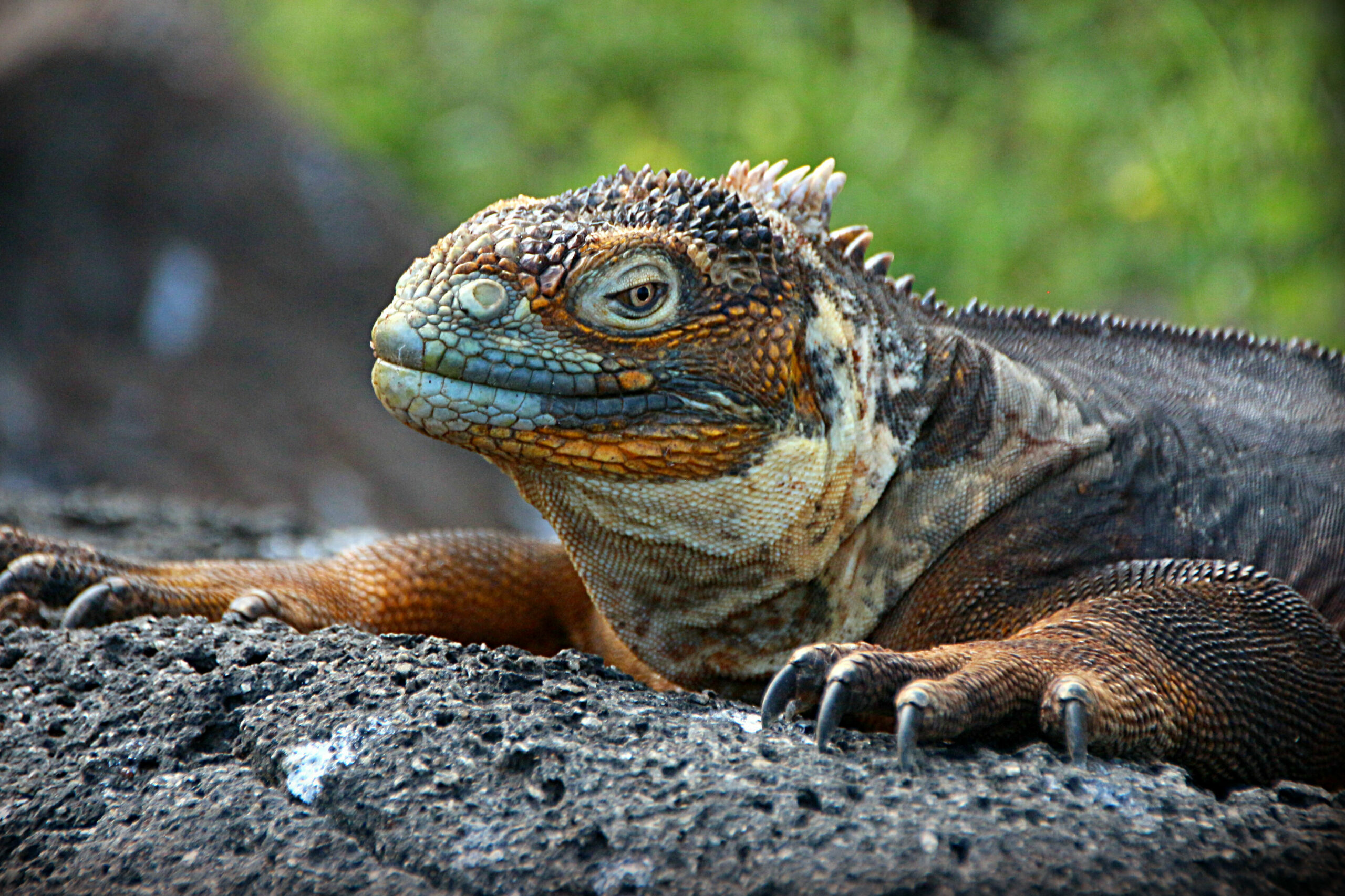 Landiguana på Galapagos