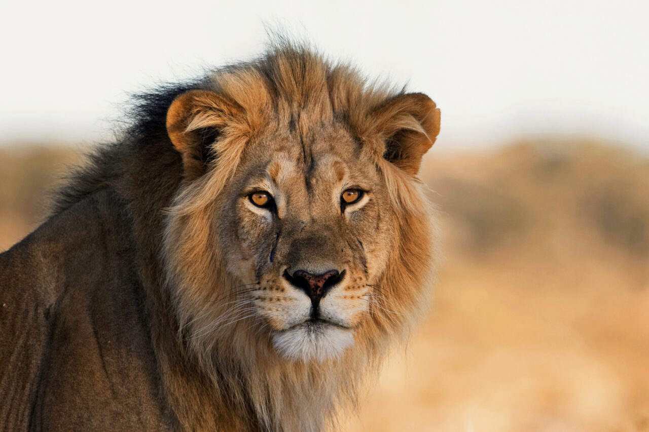 Hannløve på savannen i Kalahari, Sør-Afrika