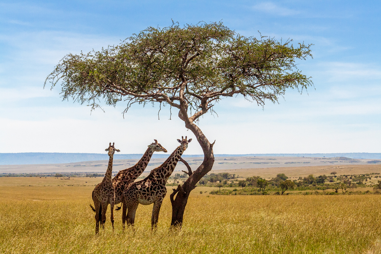 Sjiraffer på savannen, Sør-Afrika