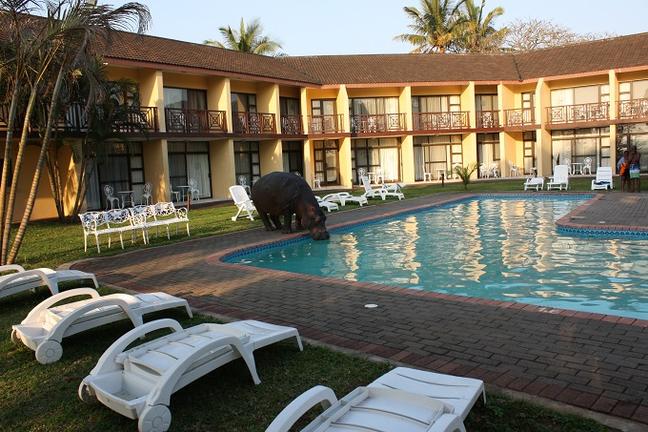 Flodhest på besøk ved Elephant Lake Hotel, St. Lucia, Sør-Afrika