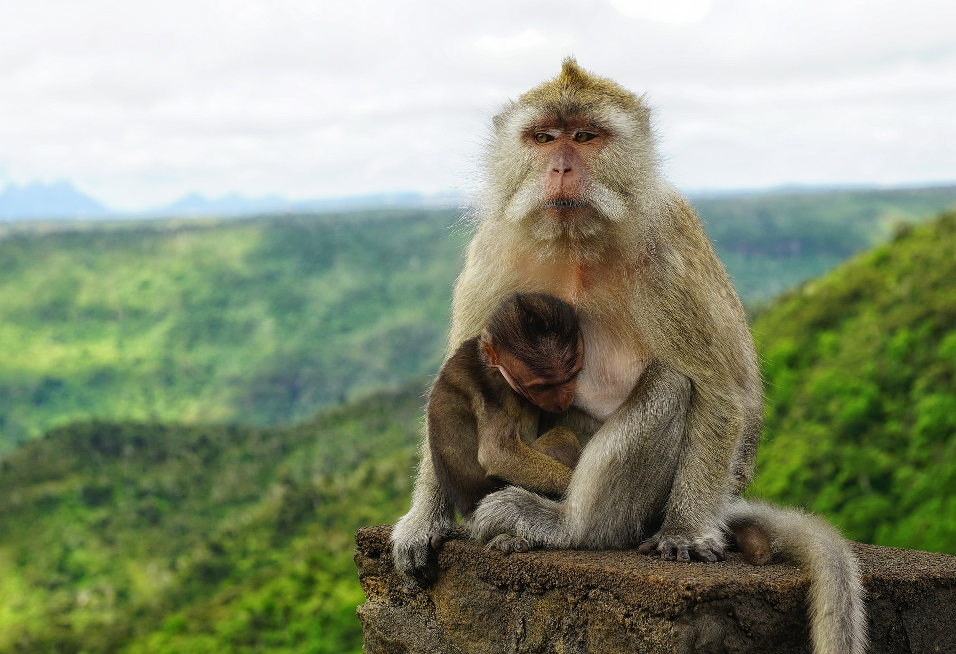 En apekatt med baby i forkant av jungel på Mauritius