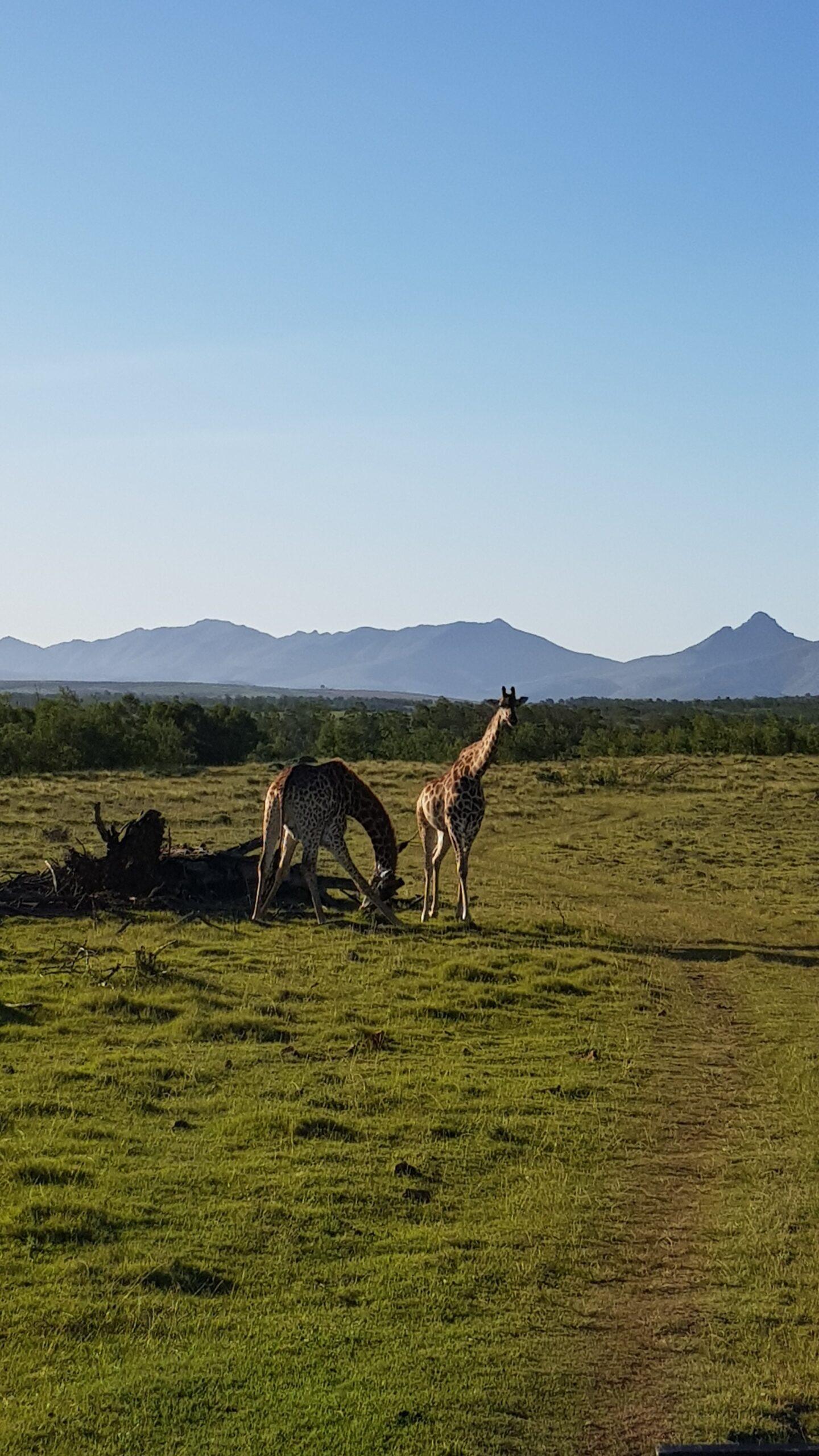 To giraffer på en grønn gresslette. Foto