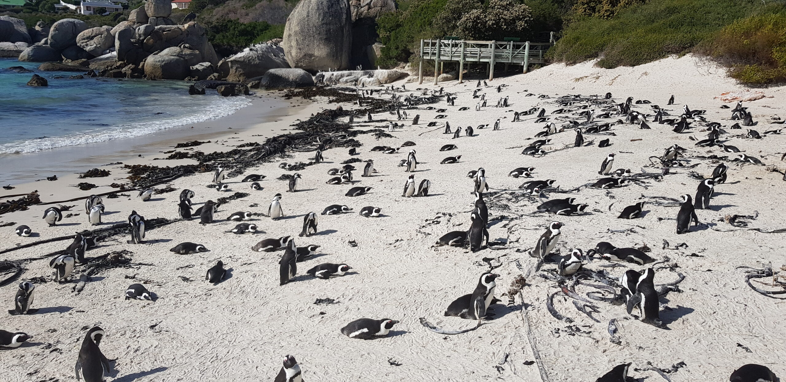Sandstrand dekket av Kappingviner. Foto