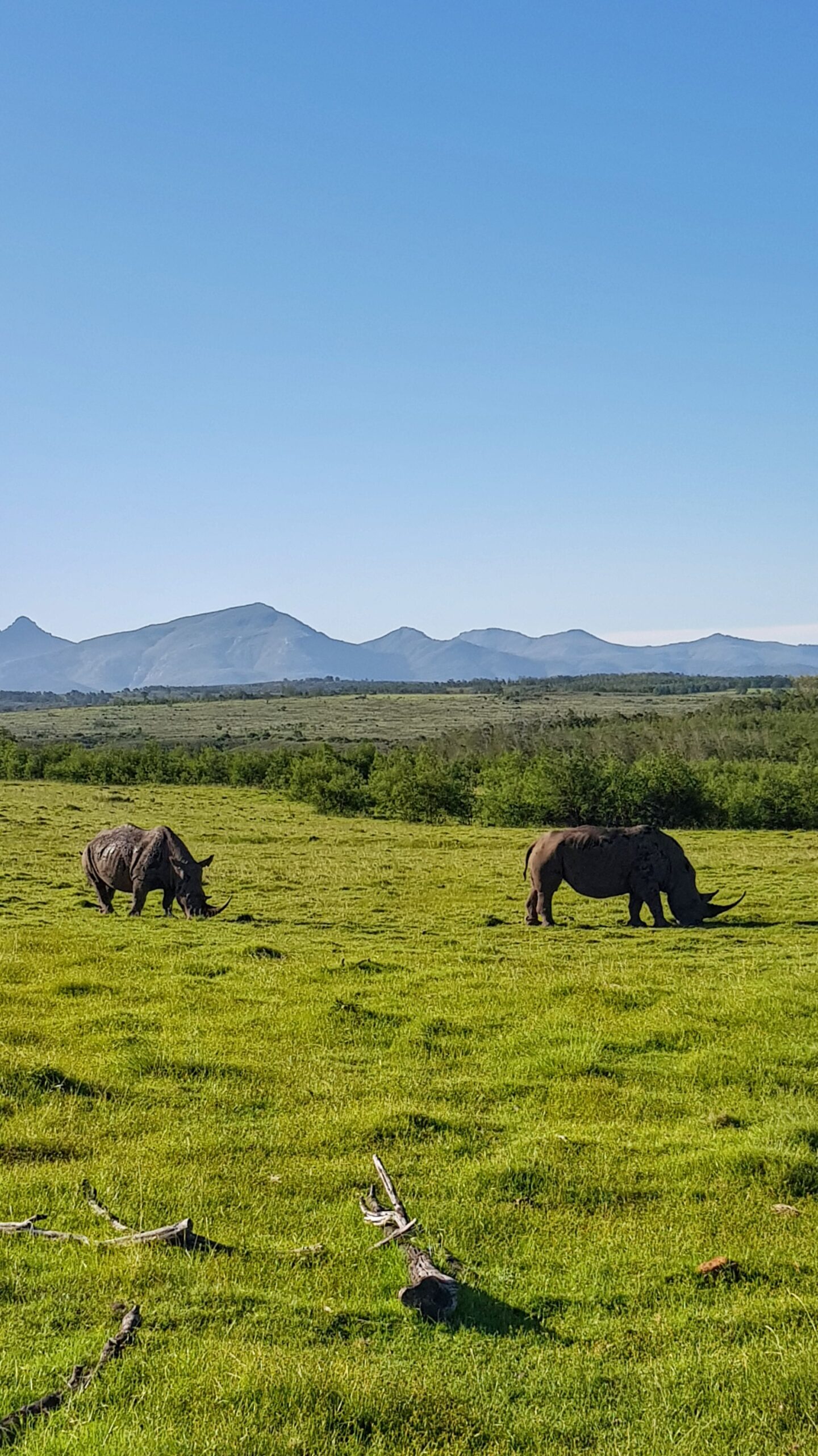 To svarte neshorn på en grønn gresslette. Foto