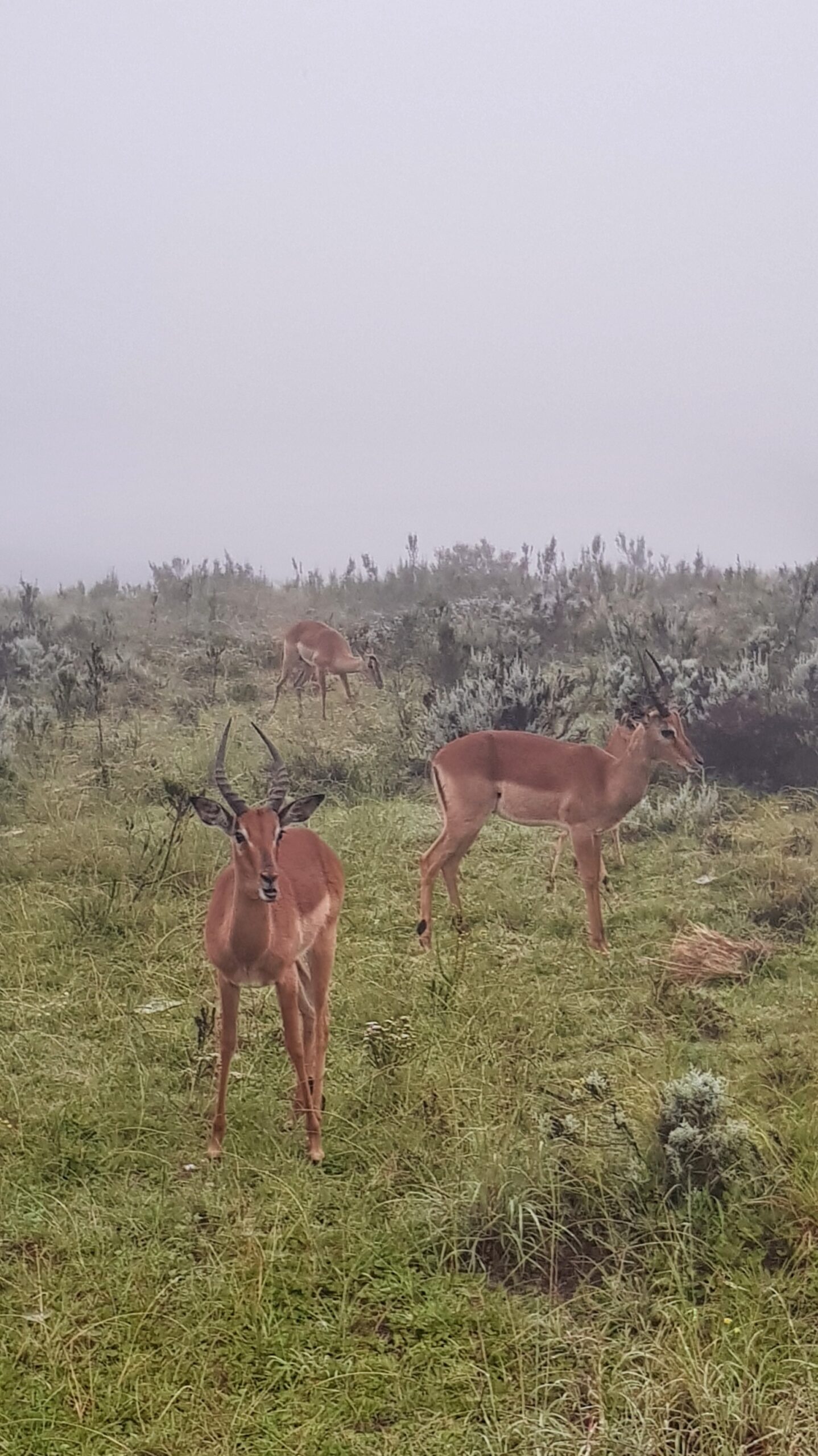 Flere Impala står i tåken og gresser. Foto