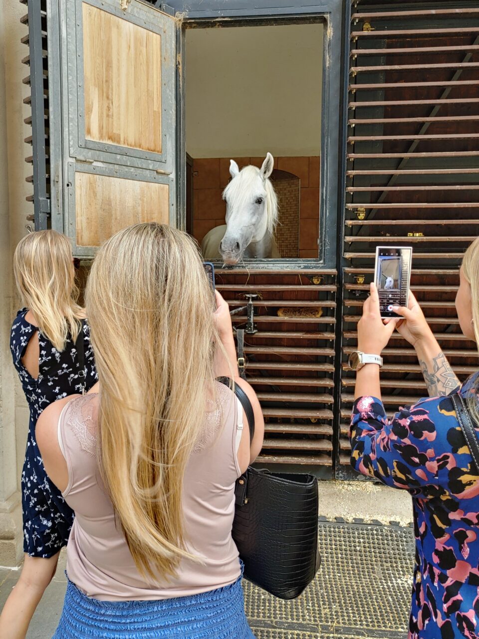 Tre kvinner står med mobilen og tar bilde av en hvit hingst. Foto